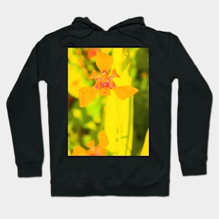 Yellow lily blossom on yellow background Hoodie